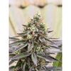 Gorilla Super Glue, Фасовка: 5, изображение 4